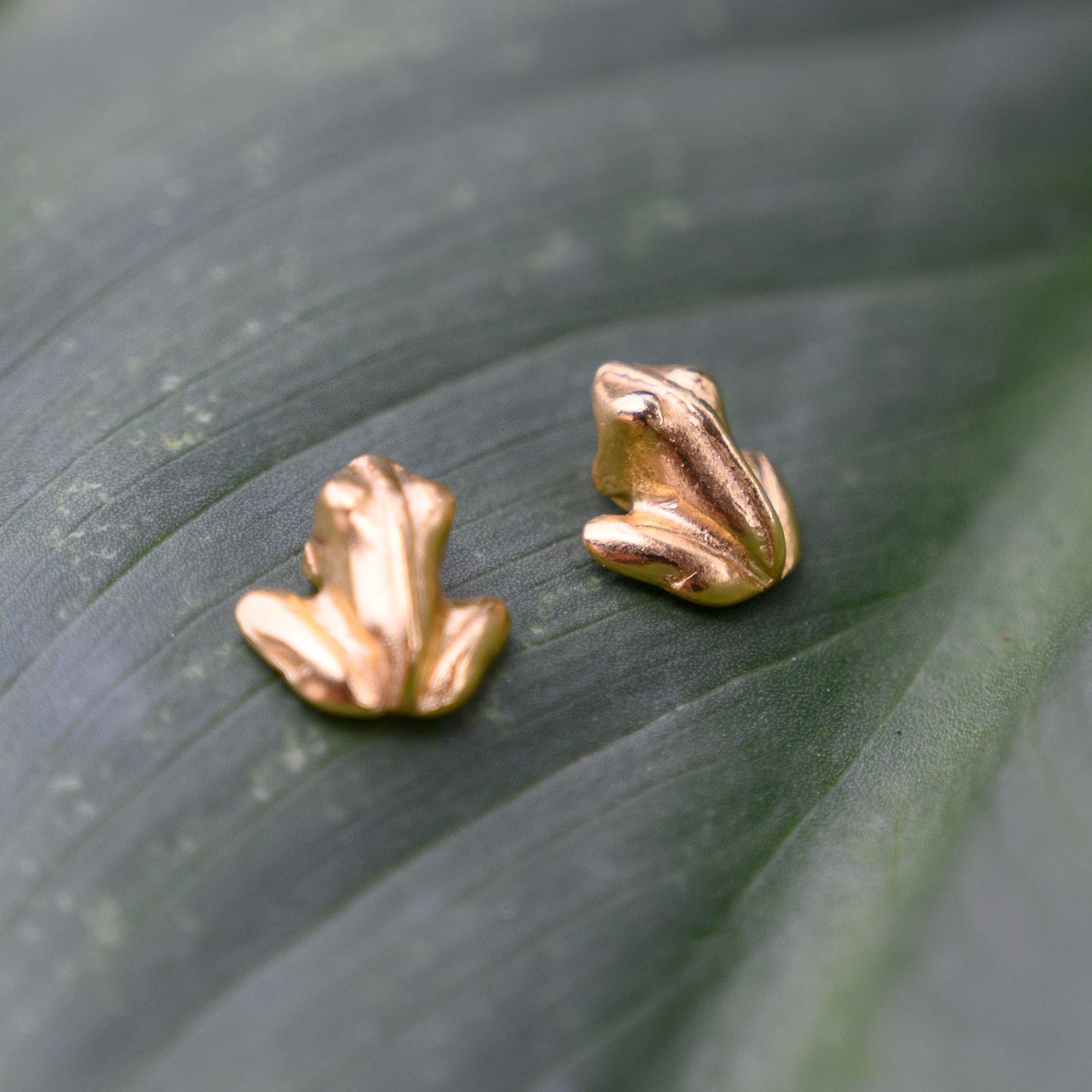 Staring Frog Earrings